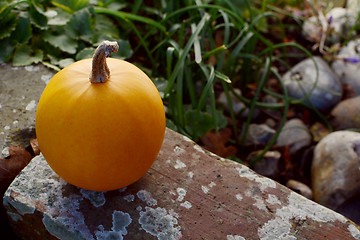 Image showing Small orange gourd on weathered brick wall