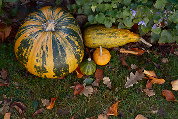 Image showing Pumpkin and ornamental gourds with fall leaves in a garden