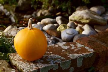 Image showing Small orange pumpkin on a lichen-covered wall