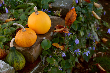 Image showing Three small ornamental gourds on a rustic brick wall 