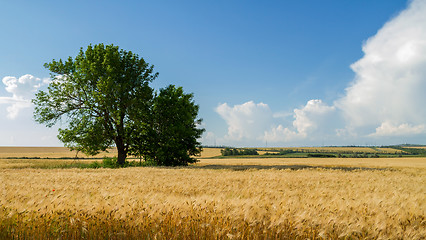 Image showing Panorama wheat field