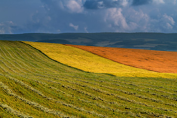 Image showing Panorama ripening wheat field