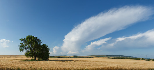 Image showing Panorama wheat field