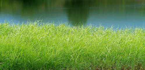 Image showing green reeds on Lake