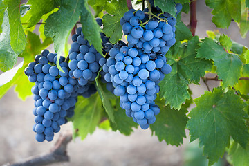 Image showing Harvest coming soon in the vineyard.