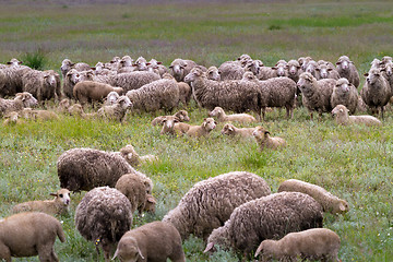 Image showing Sheep grazing on grass land