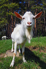 Image showing Goat