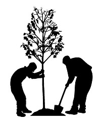 Image showing Two men planting a tree