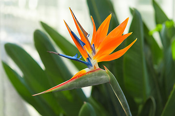 Image showing Greenhous with tropical exotic flower of bird of paradise or Str