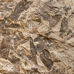 Image showing Imprint of fossil prehistoric plant leaves on stone