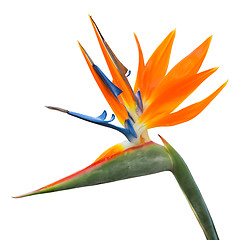 Image showing Isolated exotic tropical flower of Strelitzia reginae or bird of