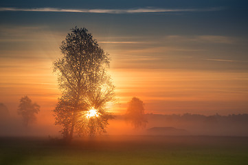 Image showing The first rays of the sun breaks through the branches of a tree 