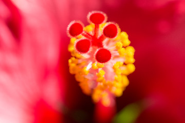 Image showing Vertical blurred floral background with Hibiskus red flower