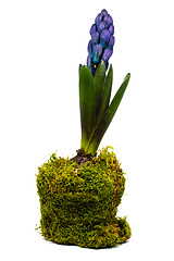 Image showing spring hyacinth decorated in pot isolated over white background