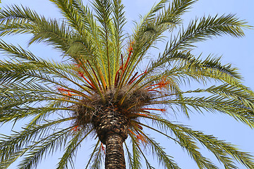Image showing Branches of beautiful palm tree