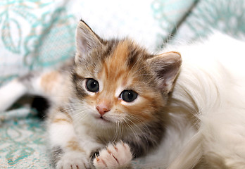 Image showing Cute little kitty