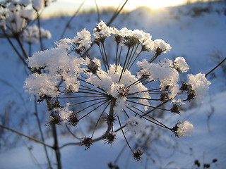 Image showing Withered plant under white snow in evening sunlight