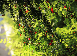 Image showing Red berries growing on evergreen yew tree in sunlight