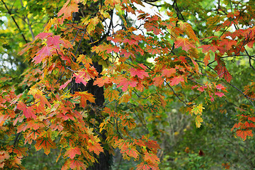 Image showing Beautiful autumn maple tree