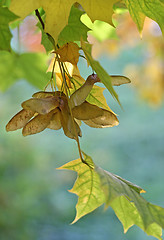 Image showing Autumn maple branch with winged seeds