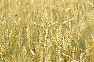 Image showing Grain field