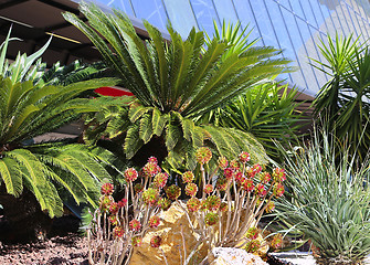 Image showing Succulent plants and palm trees