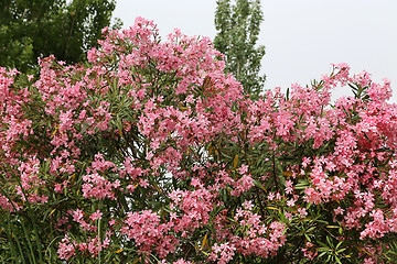Image showing Flowering Oleander bush