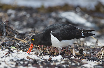 Image showing Oystercatcher on the beach