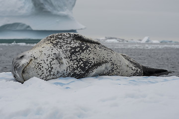 Image showing Leopard seal on an ice flow