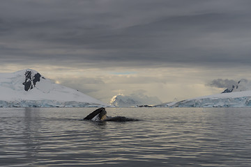 Image showing Humpback Whale feeding krill