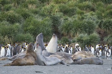 Image showing Elephant Seals Play Wrestling Biting