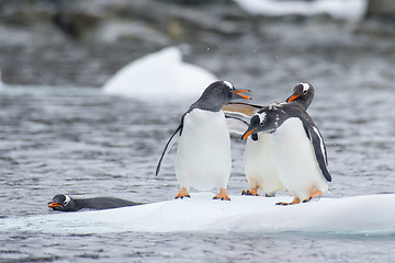 Image showing Gentoo Penguins on the ice