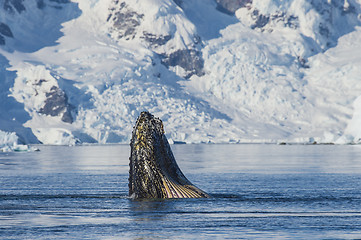 Image showing Humpback Whale feeding krill