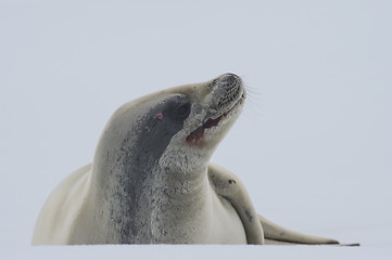 Image showing Crabeater seal on ice flow, Antarctica