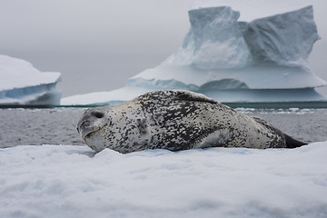 Image showing Leopard seal resting on an ice