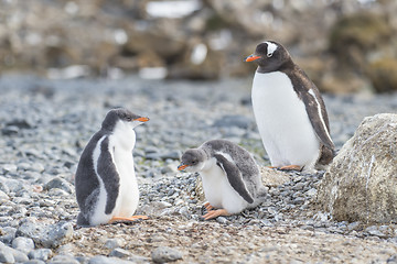 Image showing Gentoo Penguin with chick