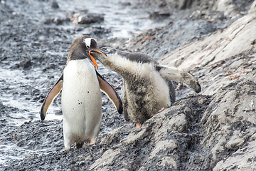 Image showing Gentoo Penguin with chick