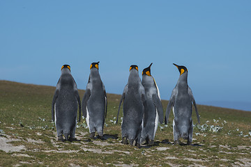 Image showing King Penguins at Falkland Island