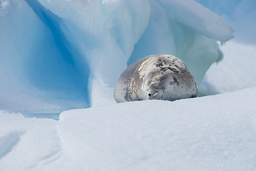 Image showing Crabeater seal on ice flow, Antarctica