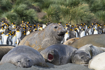 Image showing Elephant Seals Play Wrestling Biting