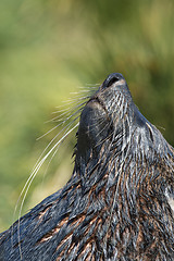 Image showing Antarctic fur seal close up in grass