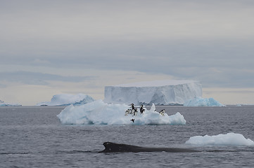 Image showing Humpback Whale logging