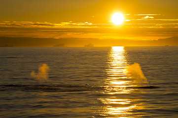 Image showing Sunset and Whales in Antarctica