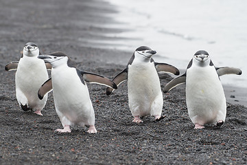 Image showing Chinstrap Penguins on the beach