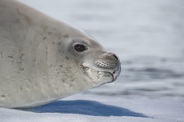 Image showing Crabeater seal on ice flow, Antarctica