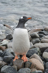 Image showing Gentoo Penguin on the beach