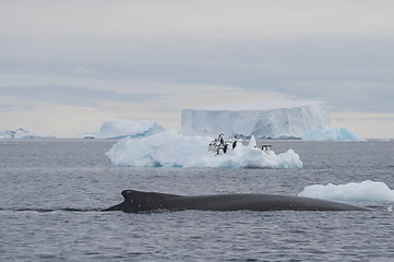 Image showing Humpback Whale logging