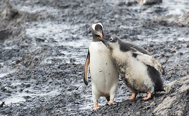 Image showing Gentoo Penguin with chick