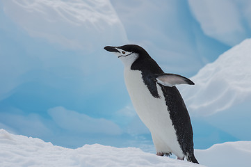 Image showing Chinstrap Penguin on the ice