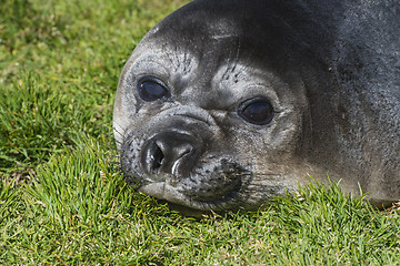 Image showing Elephant Seal close up resting